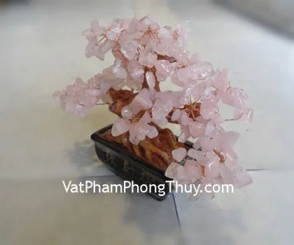 Cây đá thạch anh hồng, chậu vuông nhỏ FCA214