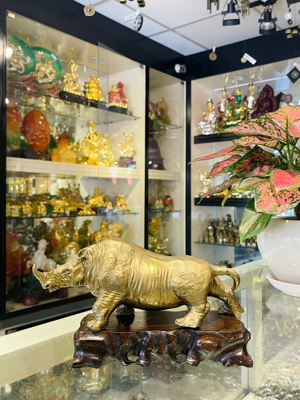 Tê giác lớn D267