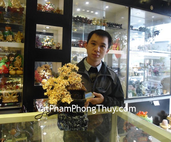 Anh Thuấn- khách hàng mua cây tài lộc HCA255